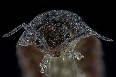 Portrait Woodlouse Camera setup: Canon EOS 5DsR, Canon MP-E 65 lens @ 3 × magnification, Stack Shot automated macro rail. Caruba photo studio. Camera was on hand operation.
ISO 100, f / 4, Exposure 2 sec., custom white balance, white balance filter ExpoDisc 2.0, step size 0.1 mm and 50 intake gestackt with Zerene Stacker (Pmax method) Geotagged,Netherlands,Porcellio scaber,Rough woodlouse,Winter