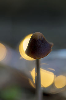 Kuehneromyces mutabilis The Dutch name I could find was "Stobbezwammetje" Fall,Geotagged,Kuehneromyces mutabilis,Netherlands