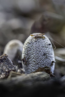 Coprinus Comatus  Coprinus comatus,Fall,Geotagged,Netherlands,Shaggy ink cap