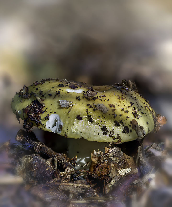 Amanita Citrina Load original for the right colors. Fall,Geotagged,Netherlands