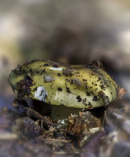 Amanita Citrina Load original for the right colors. Fall,Geotagged,Netherlands