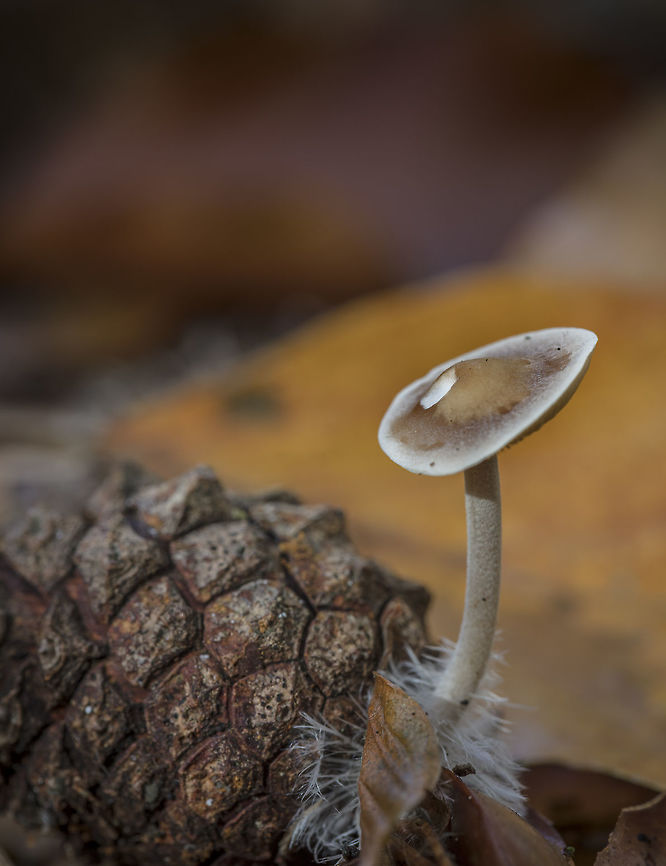 Strobilurus trullisatus The Dutch name is &quot;Muizenstaartzwam&quot; Fall,Geotagged,Netherlands,Strobilurus trullisatus