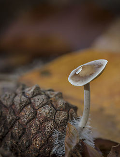 Strobilurus trullisatus The Dutch name is "Muizenstaartzwam" Fall,Geotagged,Netherlands,Strobilurus trullisatus