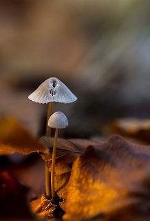 white fibrecap  Fall,Geotagged,Inocybe geophylla,Netherlands