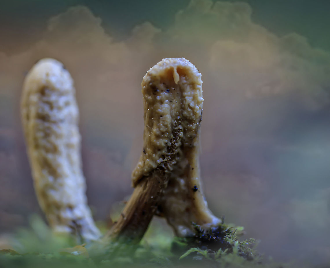 porcelain_fungus  Fall,Geotagged,Netherlands,Oudemansiella mucida