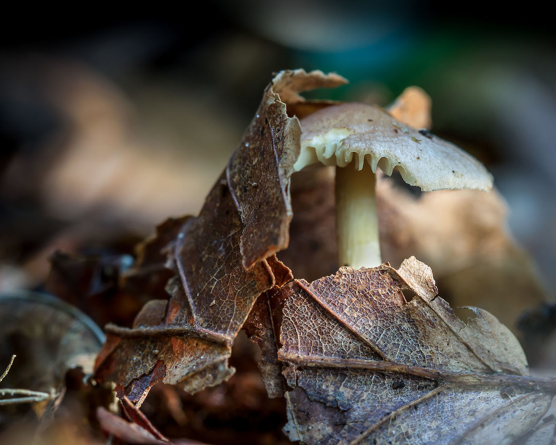 Unknown fungus  Fall,Geotagged,Netherlands