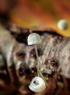 Bulbous Bonnet? After a long search, I managed to find this name, but I doubt if I had it right. Fall,Geotagged,Netherlands