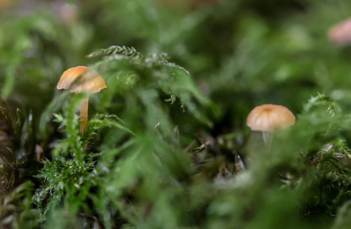 Bleeding bonnet I&#039;m sorry that I regularly the name wrong but I have trouble with it since there are so many types. I hope that this time I have looked up the name well. Fall,Geotagged,Netherlands,Orange Mosscap,Rickenella fibula