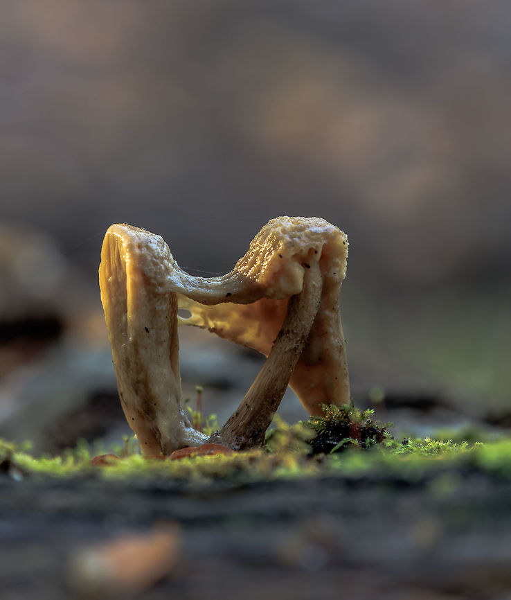 Two porcelain fungus I like this shot deliberately darker for a more dramatic atmosphere. Fall,Geotagged,Netherlands,Oudemansiella mucida