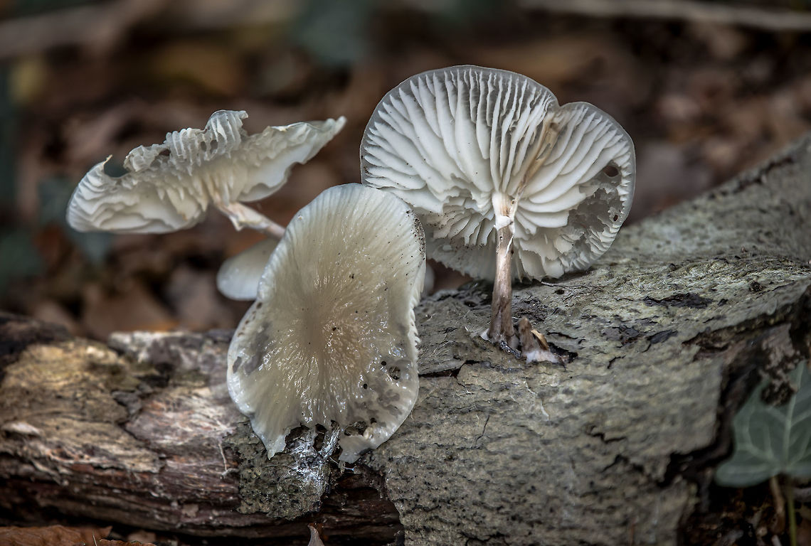 Three porcelain fungi These are the porcelain fungus from previous uploads, but now in a somewhat better condition. Fall,Geotagged,Netherlands,Oudemansiella mucida