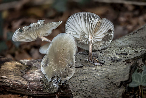 Three porcelain fungi These are the porcelain fungus from previous uploads, but now in a somewhat better condition. Fall,Geotagged,Netherlands,Oudemansiella mucida