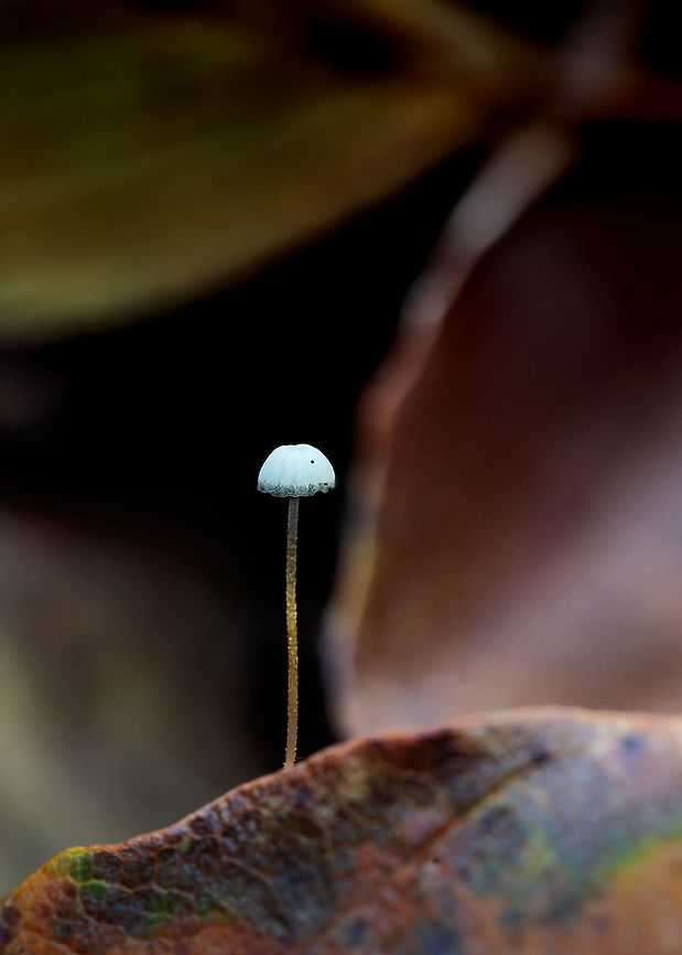 Unknown I tried to find the species. If I'm not mistaken, this is the Bulbous Bonnet is this correct? Fall,Geotagged,Netherlands
