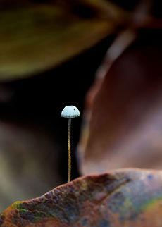 Unknown I tried to find the species. If I'm not mistaken, this is the Bulbous Bonnet is this correct? Fall,Geotagged,Netherlands