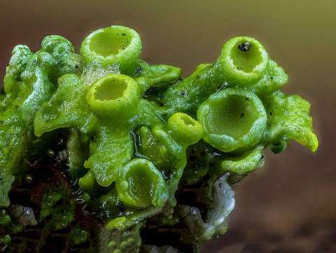 Cladonia fimbriata    (I'm not sure) Camera setup: Canon EOS 5Ds R, Canon MP-E 65 lens @ 4.5× magnification, Stack Shot automated macro rail. Caruba photo studio. Camera was on hand operation.
ISO 100, f/4, Exposure 1/5 sec., custom white balance, white balance filter ExpoDisc 2.0, step size 0.06 mm and 68 intake gestackt with Zerene Stacker (Pmax method) 

 Fall,Geotagged,Netherlands