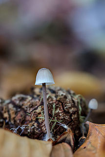 Baeospora myosura?  Fall,Geotagged,Netherlands