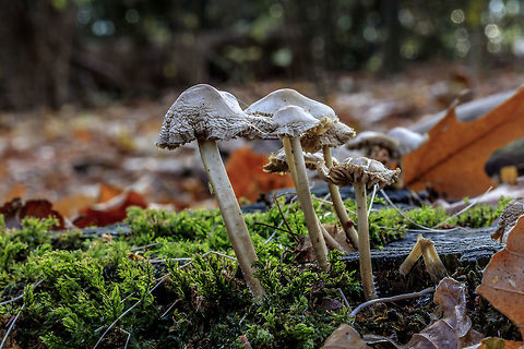 cystolepiota sistrata 
At least the cystolepiota sistrata as I have looked up in my book.
Then the  Dutch name "Small Powder parasol"
 Fall,Geotagged,Netherlands