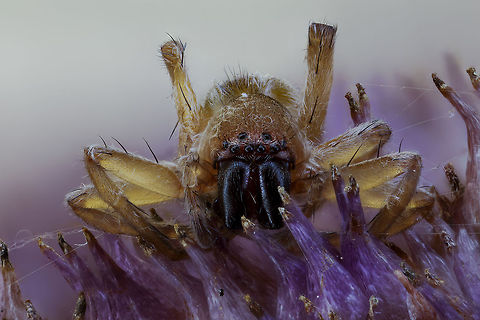 Spider Camera Settings: Canon EOS 5DS R Canon, MP-E 65 lens @ 4.5 &times; magnification, Stack Shot automated macro rail. Caruba collapsible photo studios. Camera was on hand operation.
ISO 100, f / 4, exposure 1/15 sec., 3800K white balance, step size 0.1 mm and 115 recording gestackt with Zerene Stacker Fall,Geotagged,Netherlands
