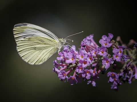 Pieris napi (Dutch name "klein geaderd witje")  Fall,Geotagged,Green-veined White,Netherlands,Pieris napi