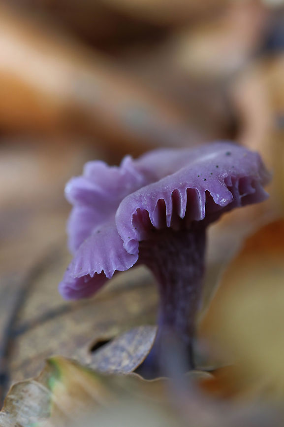 Fungi  Fall,Geotagged,Laccaria amethystina,Netherlands