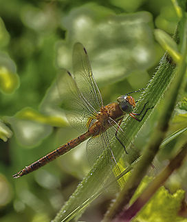 Dragonfly I know not the kind is not. Aeshna isoceles,Geotagged,Green-eyed hawker,Netherlands,Summer