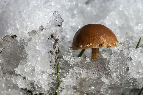 Galerina Pumila? After much searching I think I found the name, but am not sure.

I saw him standing in the snow. Geotagged,Netherlands,Winter