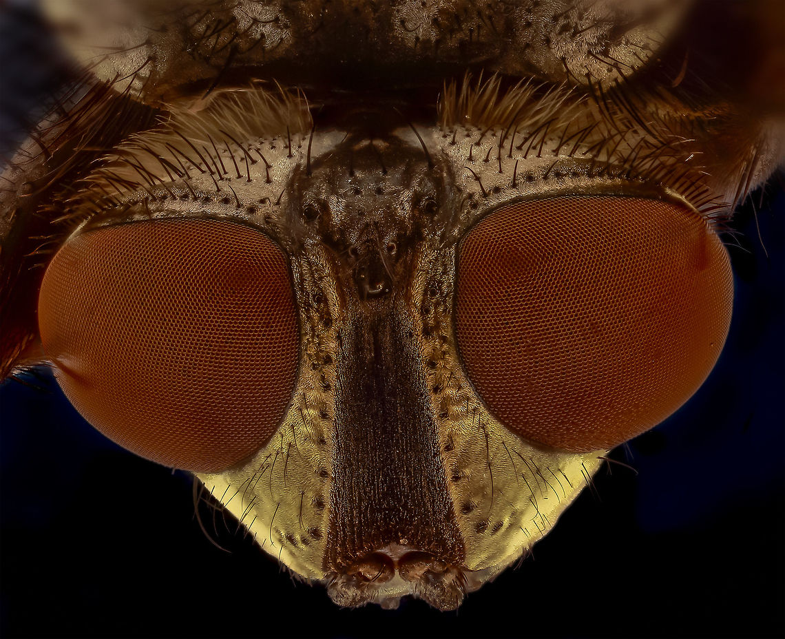 housefly  Geotagged,Housefly,Musca domestica,Netherlands,Winter