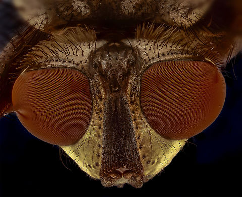 housefly  Geotagged,Housefly,Musca domestica,Netherlands,Winter