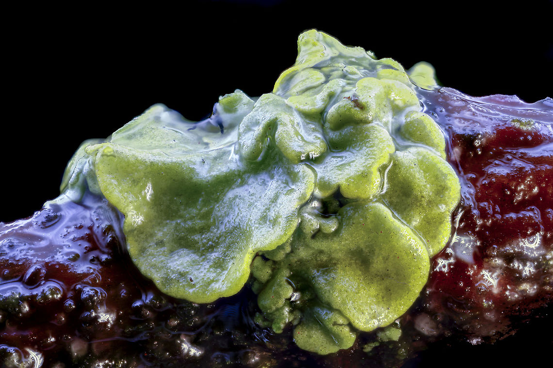Unknown This is what I saw outside on the garden table on a twig what was in the water, but do not know what it is.<br />
The fungus was 3 millimeters wide.<br />
<br />
<br />
Camera setup: Canon EOS 5DS R Canon MP-E 65 lens @ 5 &times; magnification, Stack Shot automated macro rail. Caruba collapsible photo studios. Camera was on hand operation.<br />
ISO 100, f / 4, 0.4 seconds exposure, white balance, custom, white balance filter ExpoDisc 2.0, step size 0.06 mm and 66 intake gestackt with Zerene Stacker PMAX method. Geotagged,Netherlands,Winter