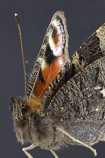 peacock Camera setup: Canon EOS 5DS R Canon, MP-E 65 lens @ 1&times; magnification, StackShot automated macro rail. Caruba collapsible photo studios. Camera was on hand operation.
ISO 100, f/5.6  1/6 seconds exposure, white balance, custom, white balance filter ExpoDisc 2.0, step size 0.6 mm and 50 intake gestackt with Zerene Stacker PMAX method.  European Peacock,Geotagged,Inachis io,Netherlands,Winter