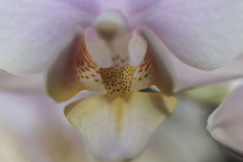 Orchidee  (But I do not know what kind, there are so many.) This shot was taken with a Canon MP-E 65 lens with 1:1 magnification. (taken out of the hand) Geotagged,Netherlands,Winter