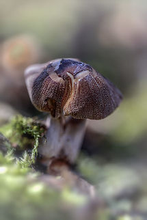 Hypholoma fasciculare  Geotagged,Hypholoma fasciculare,Netherlands,Spring,Sulphur tuft