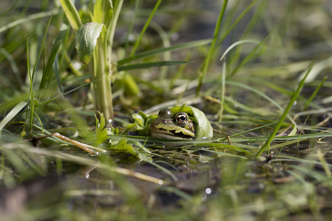 Pelophylax ridibundus  (Dutch name: Grote groene kikker/Meerkikker)  Geotagged,Marsh Frog,Netherlands,Pelophylax ridibundus,Spring