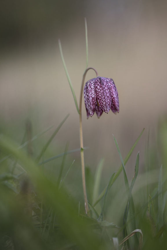 Fritillaria meleagris. Dutch name "Kievitsbloem" This fritillary meleagris  is rare in the Netherlands. Fritillaria meleagris,Geotagged,Netherlands,Snakes Head Fritillary,Spring