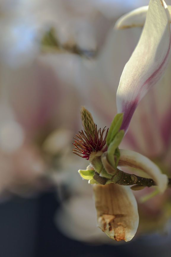 Old Magnolia blossoms.  Geotagged,Magnolia &times; soulangeana,Netherlands,Saucer magnolia,Spring