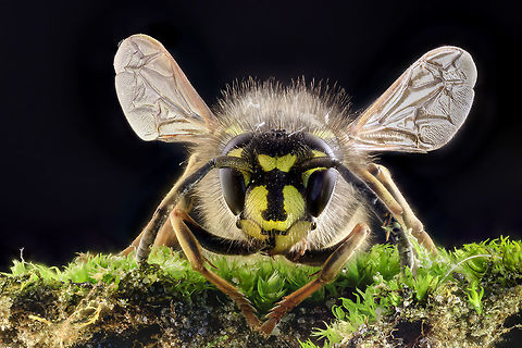 Vespula vulgaris  Common wasp,Geotagged,German wasp,Netherlands,Spring,Vespula germanica,Vespula vulgaris