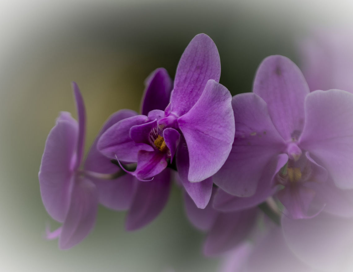 Orchid  Geotagged,Netherlands,Spring