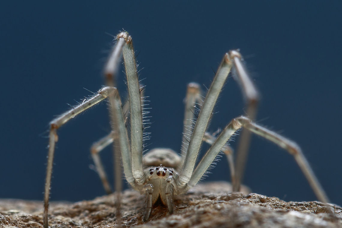 spider  This spider was sitting on a stone that was lying on the window sill. I really have no idea what kind of this is. Geotagged,Netherlands,Spring