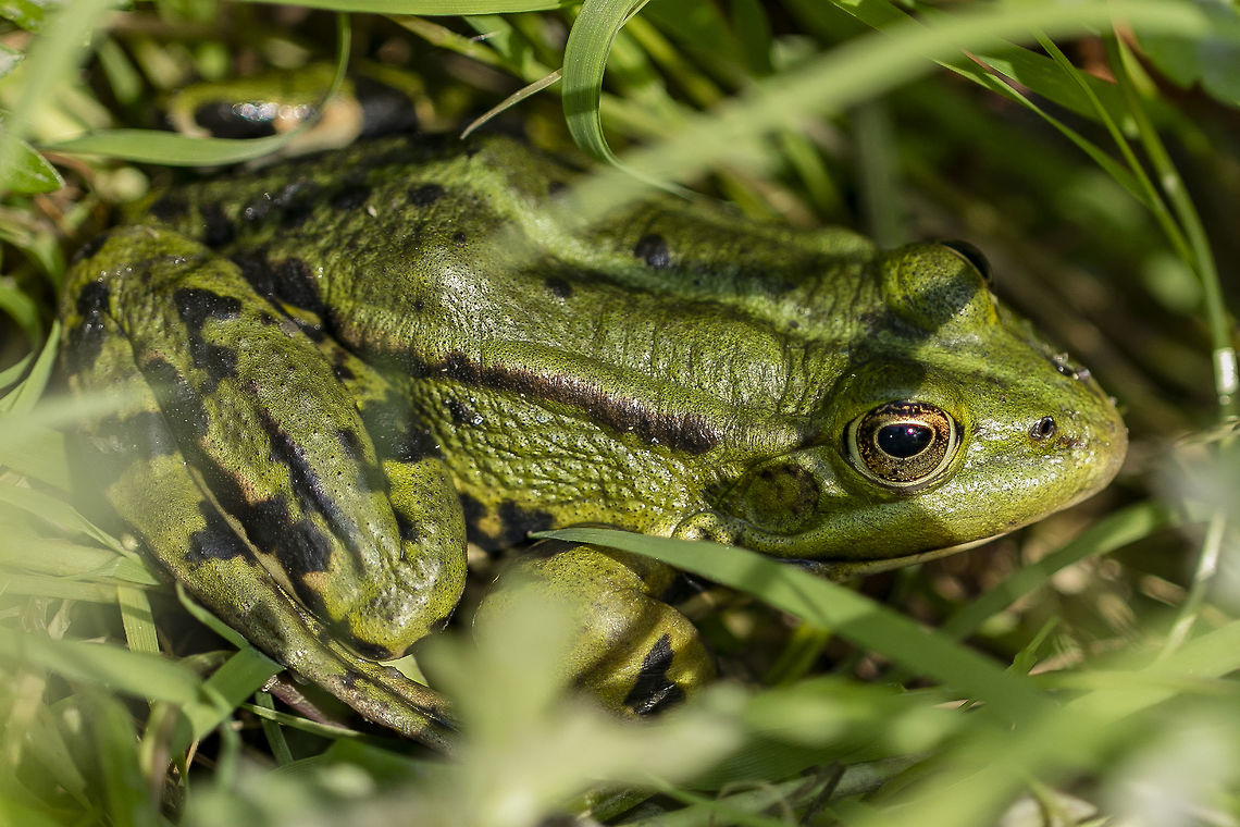 Pelophylax ridibundus  Geotagged,Marsh Frog,Netherlands,Pelophylax ridibundus,Spring