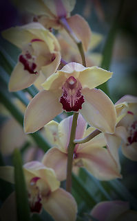 Orchidee This recording was taken in "The Orchid Farm" in Luttelgeest, The Netherlands. Geotagged,Netherlands,Spring