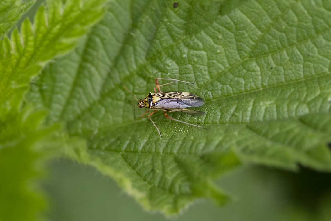 'Rhabdomiris striatellus' The Dutch name is "Gestreepte Eikenblindwants" Geotagged,Netherlands,Rhabdomiris (Calocoris) striatellus,Rhabdomiris striatellus,Spring