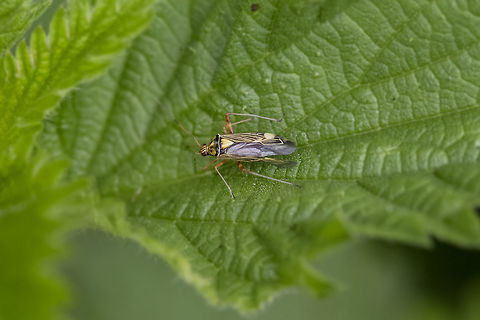 'Rhabdomiris striatellus' The Dutch name is "Gestreepte Eikenblindwants" Geotagged,Netherlands,Rhabdomiris (Calocoris) striatellus,Rhabdomiris striatellus,Spring