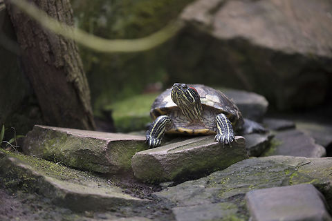 Red-eared slider turtle  Geotagged,Netherlands,Red-eared slider,Spring,Trachemys scripta elegans