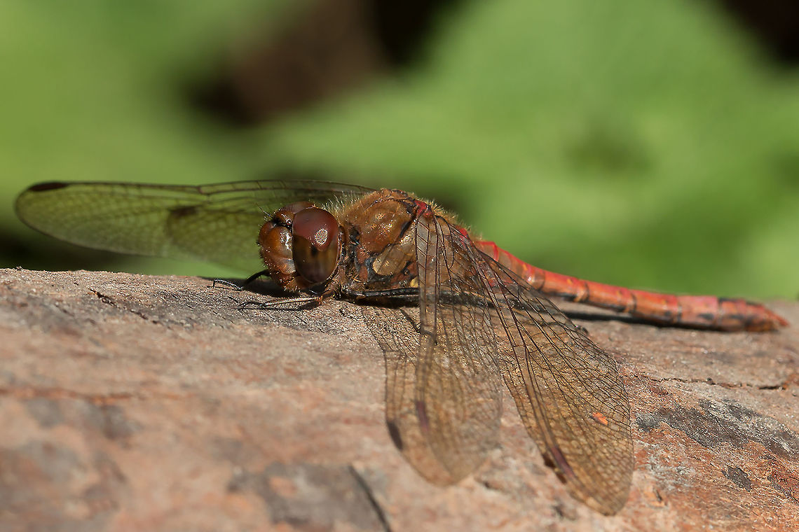 Dragonfly Sympetrum striolatum, adult male Common Darter,Fall,Geotagged,Netherlands,Sympetrum striolatum
