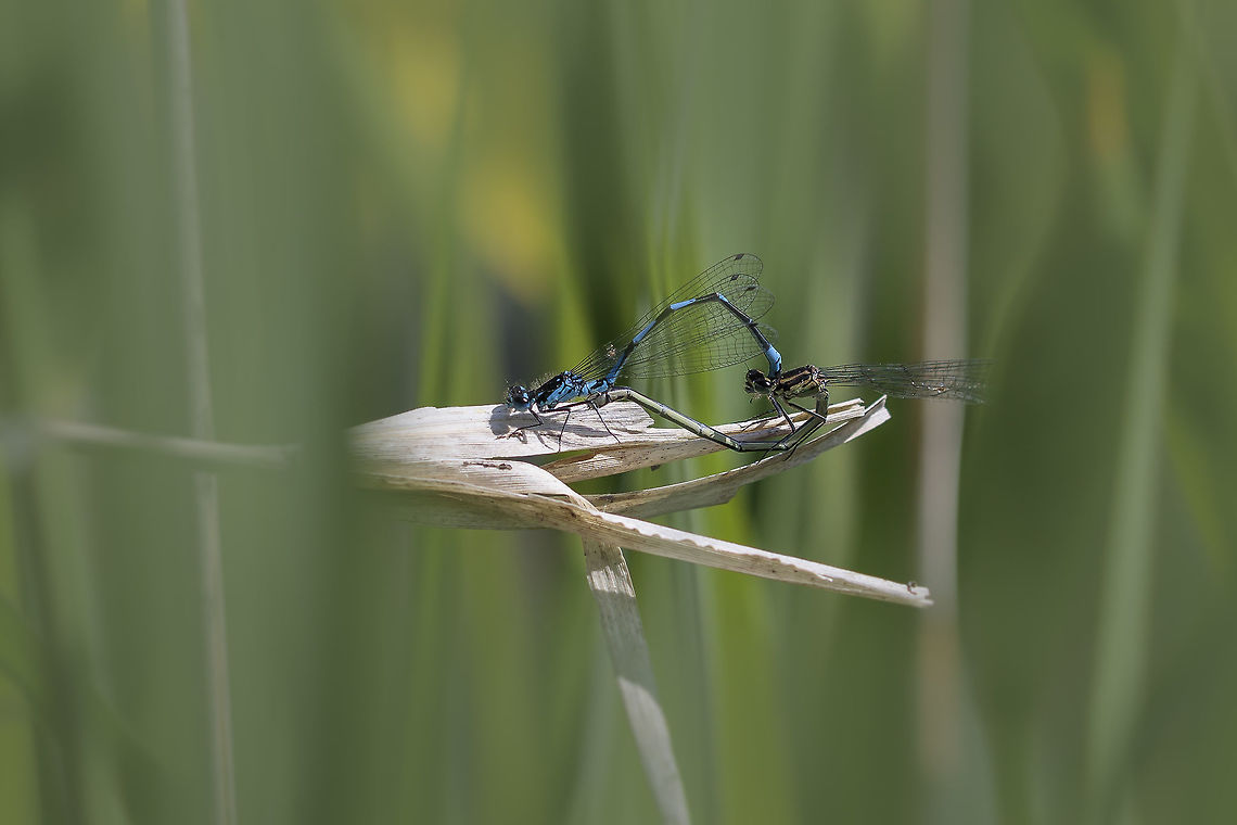 Coenagrion pulchellum. Dutch name "gaffelwaterjuffer" Just let them go! Coenagrion pulchellum,Geotagged,Netherlands,Spring,Variable damselfly