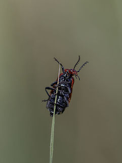 Red headed fire beetle. The Dutch name is "Roodkop vuurkever" This beetle wanted to impress the females. Geotagged,Netherlands,Pyrochroa serraticornis,Red-headed cardinal beetle,Spring