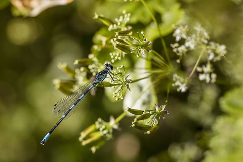 Variable Damselfly I did as it said better searched for the species (at least tried). I hope I have found the correct name. Coenagrion pulchellum,Geotagged,Netherlands,Spring,Variable damselfly