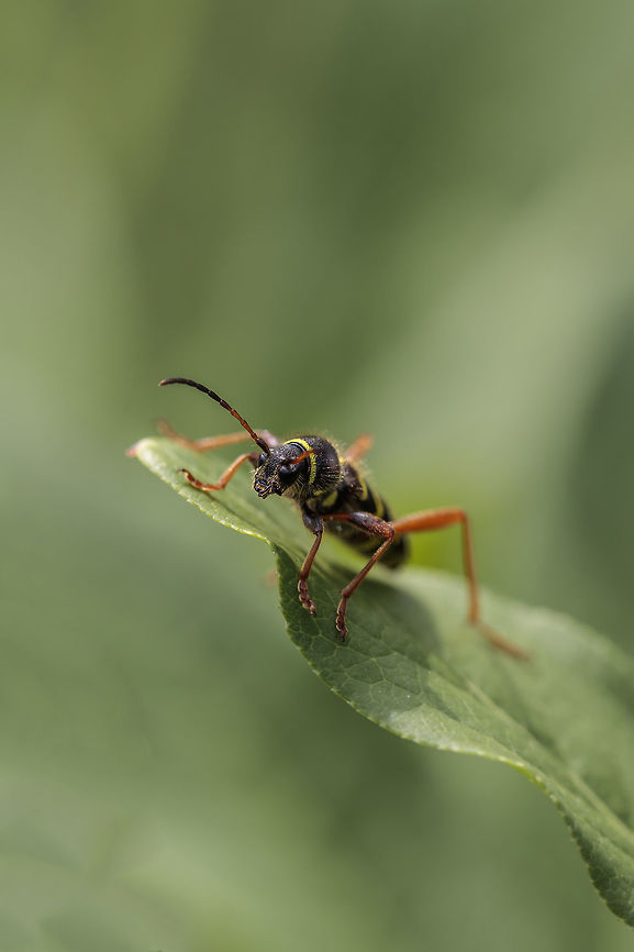Clytus arietis (Wasp Beetle)  Cerambycidae,Clytus,Clytus arietis,Geotagged,Netherlands,Spring,Wasp Beetle,Wasp beetle