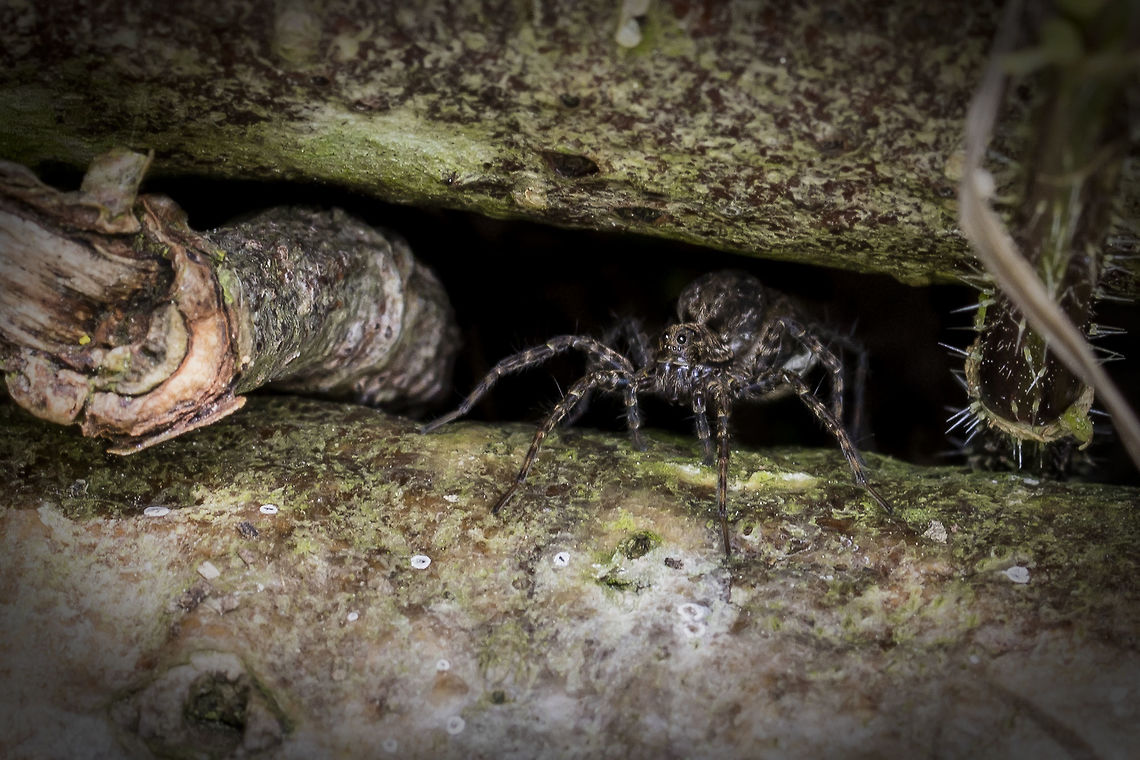 Lugubris Wolf spider (Pardosa lugubris) She wore an egg sack, but that's not good to see with this composition. Blacktail Wolf Spider,Geotagged,Netherlands,Pardosa lugubris,Spring