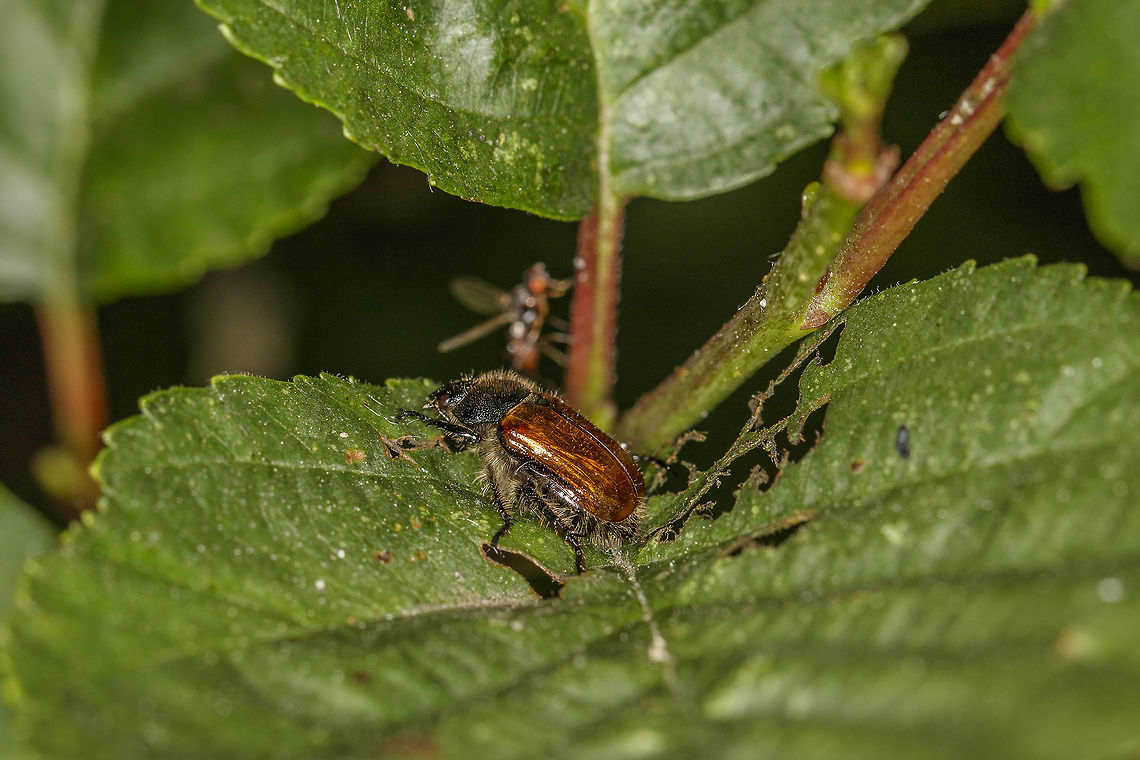 June Bug If I&#039;ve looked good, it&#039;s the next beetle.<br />
<br />
This &quot;June Bug&quot; is a member of the scarab beetle family. Scarabs are stout beetles with large heads and pronotums. Many scarabs have beautiful metallic colors. The scarab beetles&#039; antennae are distinctive, clubbed and tipped with leaflike plates called lamellae, that can be drawn into a compact ball, or fanned out when sensing odors. The front tibia are evolved for digging. The C-shaped larvae, called grubs, are always pale yellow or white. Both adults and larvae are nocturnal. Many scarabs are scavengers that recycle dung, carrion, and decaying vegetable matter. Others are agricultural pests (i.e. the Japanese beetle). The scarab family has 1300 North American species.<br />
<br />
 The site I found this is,  <a href="http://www.cirrusimage.com/beetles_June.htm" rel="nofollow">http://www.cirrusimage.com/beetles_June.htm</a><br />
<br />
I photographed him the in village &quot;Bergen&quot;, the Netherlands. Garden chafer,Geotagged,Netherlands,Phyllopertha Horticola,Scarabaeidae,Spring