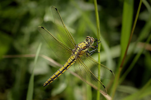 Orthetrum cancellatum  Black-tailed skimmer,Geotagged,Netherlands,Orthetrum cancellatum,Spring